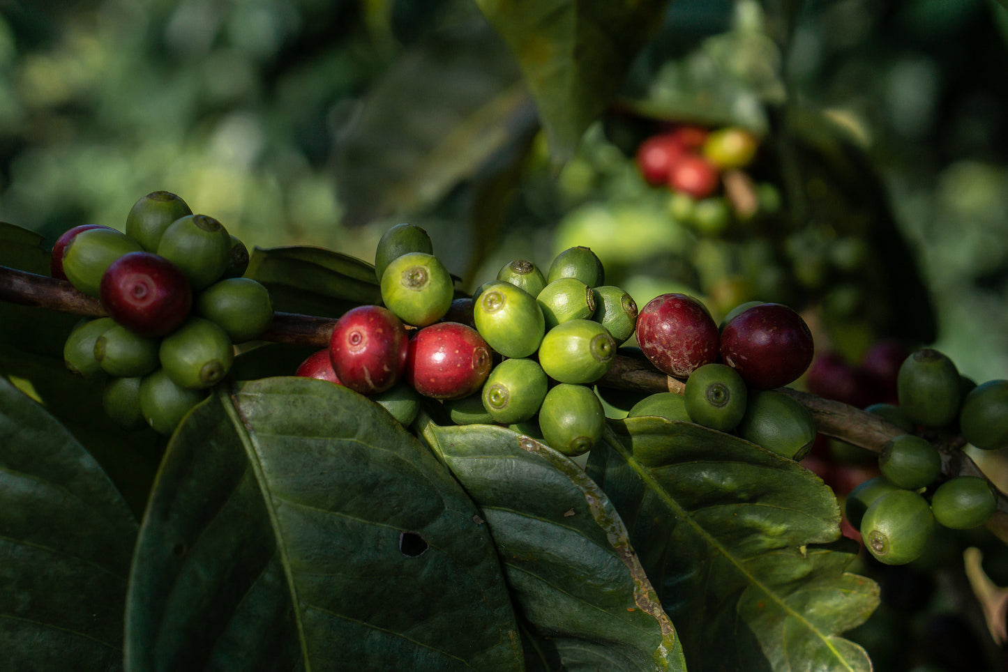 What is single origin coffee?